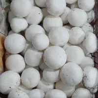 استخدام ویزیتور پخش قارچ دکمه ای کرج و تهران