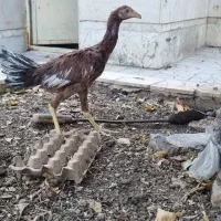 جوجه لاری|پرنده|تربت‌حیدریه, قائم|دیوار