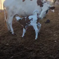 گاو|حیوانات مزرعه|فراغی, |دیوار