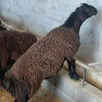 بره قورچی قره قزل داشتی|حیوانات مزرعه|خانمیرزا, |دیوار