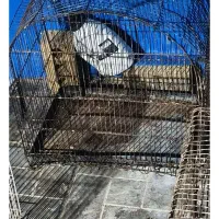 قفس کفتر جوجه
