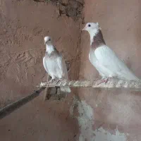 پنج تا طوقی با سه تا آلمانی