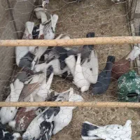 کبوتر یا کفتر  ۵۰ تایکجا