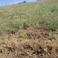 فروش زمین خانه باغ