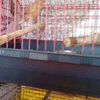 قناری جوجه نر