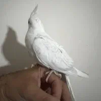 پرنده عروس هلندی