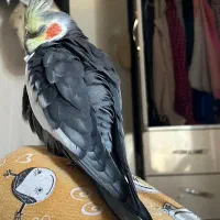 عروس هلندی گمشده|حیوانات|اندیمشک, |دیوار