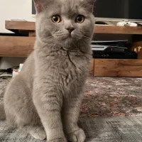 گربه بریتیش رنگ لیلاک|گربه|بندرعباس, |دیوار