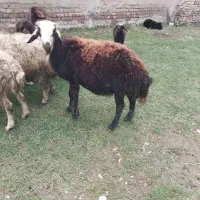 قوچ