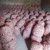 پیاز محلی دهگلان|حراج|بلبان آباد, |دیوار