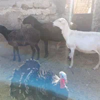 میش چینی|حیوانات مزرعه|زاهدان, |دیوار