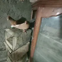 کبوتر رنگی|پرنده|سبزوار, امیر کبیر|دیوار