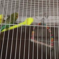 2عدد مرغ عشق