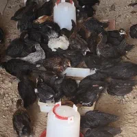 نیمچه مرغ و خروس|حیوانات مزرعه|آبادان, |دیوار