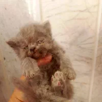 بچه گربه پرشین اصل|گربه|سبزوار, هویزه|دیوار