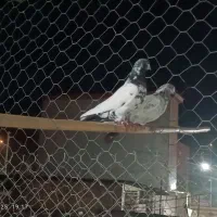 کفتر|پرنده|خان ببین, |دیوار