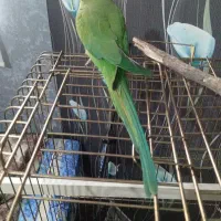 طوطی ملنگو ماده سخنگو|پرنده|تهران, ائمه اطهار|دیوار