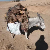 الاغ|حیوانات مزرعه|کوهدشت, |دیوار