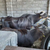 گاومیش با گوساله