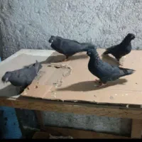 دوجفت زاغ چش نوک سفید