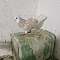 کبوتر فروشی شازده