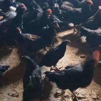 جوجه مرغ بومی جهادی