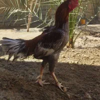 مرغ خروس فروشی|حیوانات مزرعه|سراوان, |دیوار