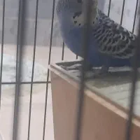 مرغ عشق سالم و سرحال|پرنده|گلپایگان, |دیوار