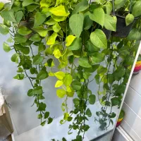 گیاهان اپارتمانی مقاوم|گل و گیاه طبیعی|تهران, مینای جنوبی|دیوار