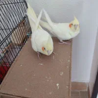 عروس هلندی|پرنده|اصفهان, گورتان|دیوار
