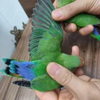دو عدد طوطی برزیلی