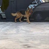 سگ ژرمن شپرد