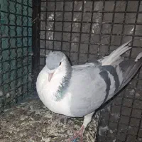 کبوتر رنگی بدون غلط