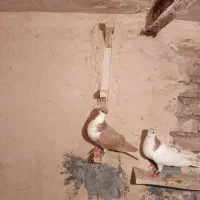 کفتر|پرنده|طاغنکوه, |دیوار