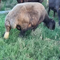 ۲راس شیشک شیر کرده