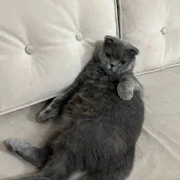 پت آپارتمانی اسکاتیش عقیم