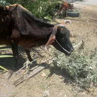گاوسماهابستن