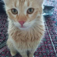 خر گربه نارنجی|گربه|سقز, |دیوار