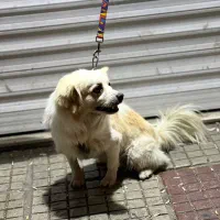 سگ پا کوتاه|سگ|دورود, |دیوار