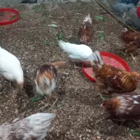 لوهمن آلمانی وارداتی درجه یک