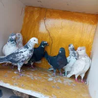 کبوتر پرشی شکار