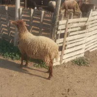 بره|حیوانات مزرعه|سیمین شهر, |دیوار