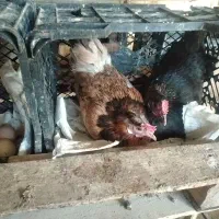 تخم مرغ محلی|خوردنی و آشامیدنی|اهواز, شهرک برق|دیوار