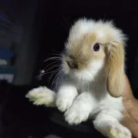 بچه خرگوش لوپ