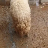 قوچ  سنجابی|حیوانات مزرعه|سرپل ذهاب, |دیوار