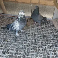 کبوتر پر مغز دار درشت