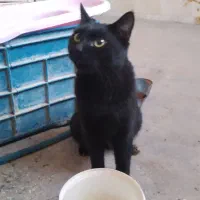 گربه نر خونگی