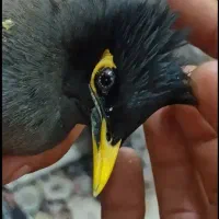 جفت مرغ مینا|حیوانات|یزد, |دیوار