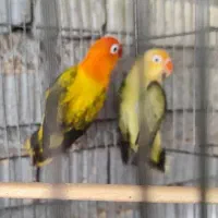 طوطی برزیلی