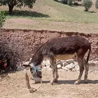 الاغ